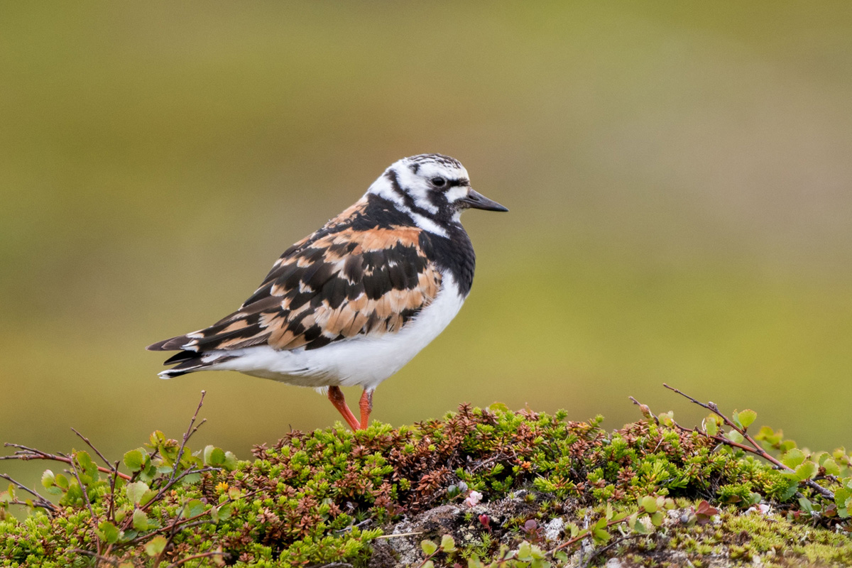 Ruddy Turnstone