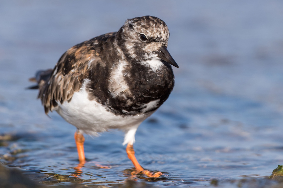 Ruddy Turnstone