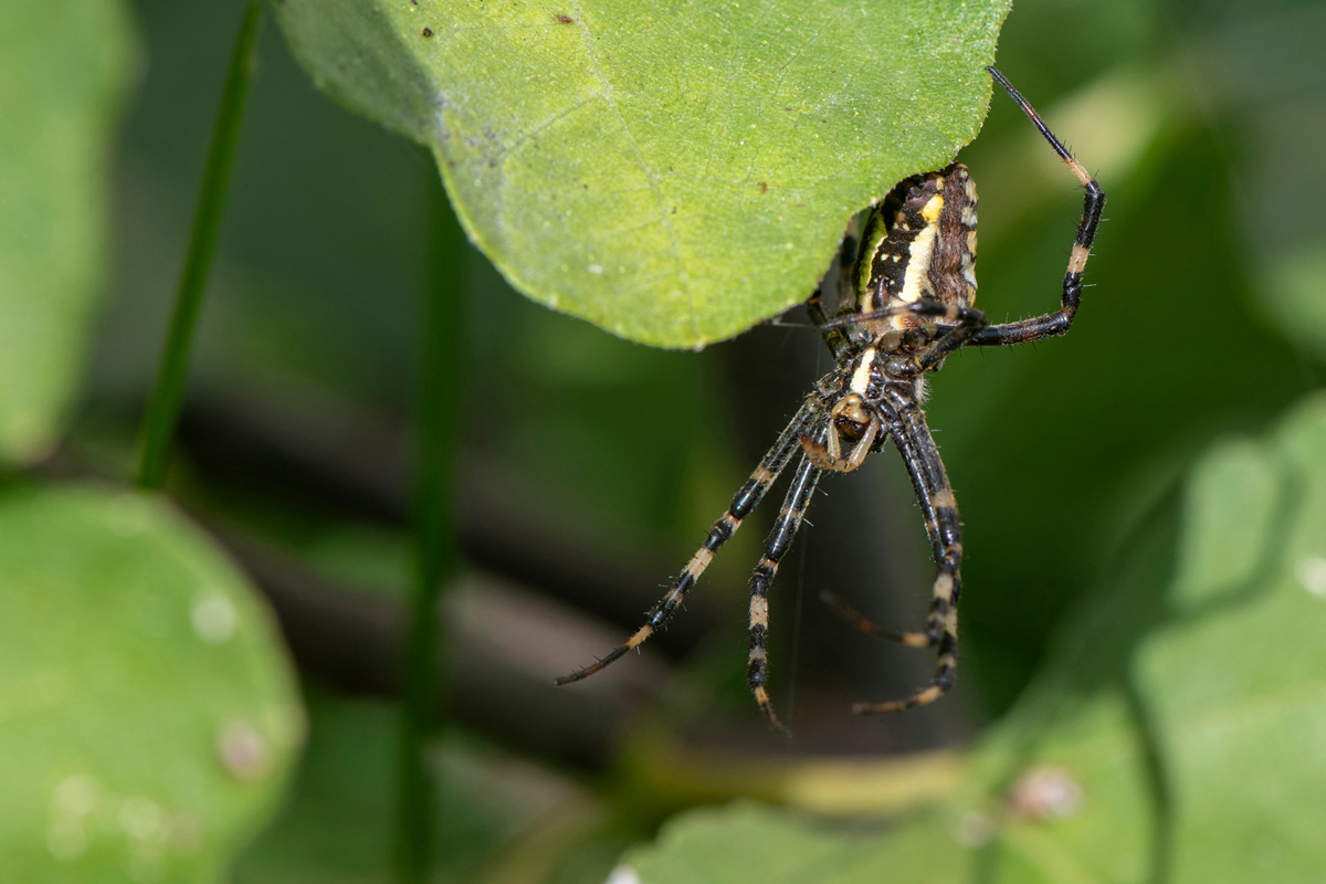 Wasp Spider