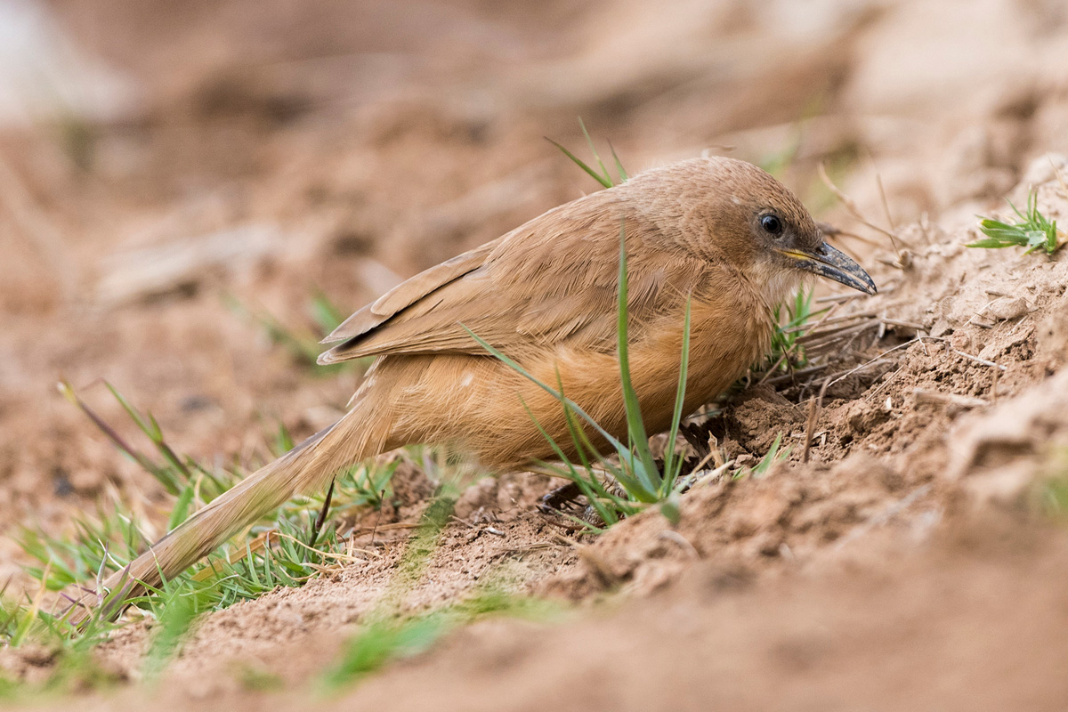 Fulvous Babbler