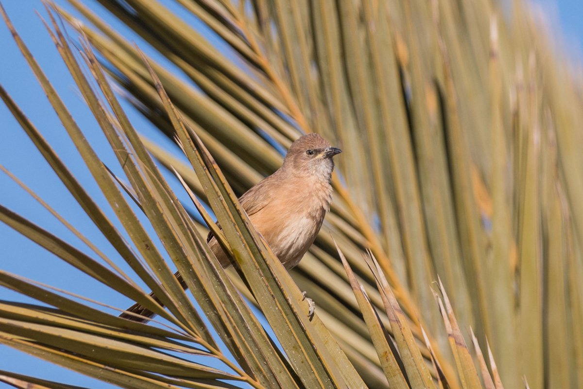 Fulvous Babbler