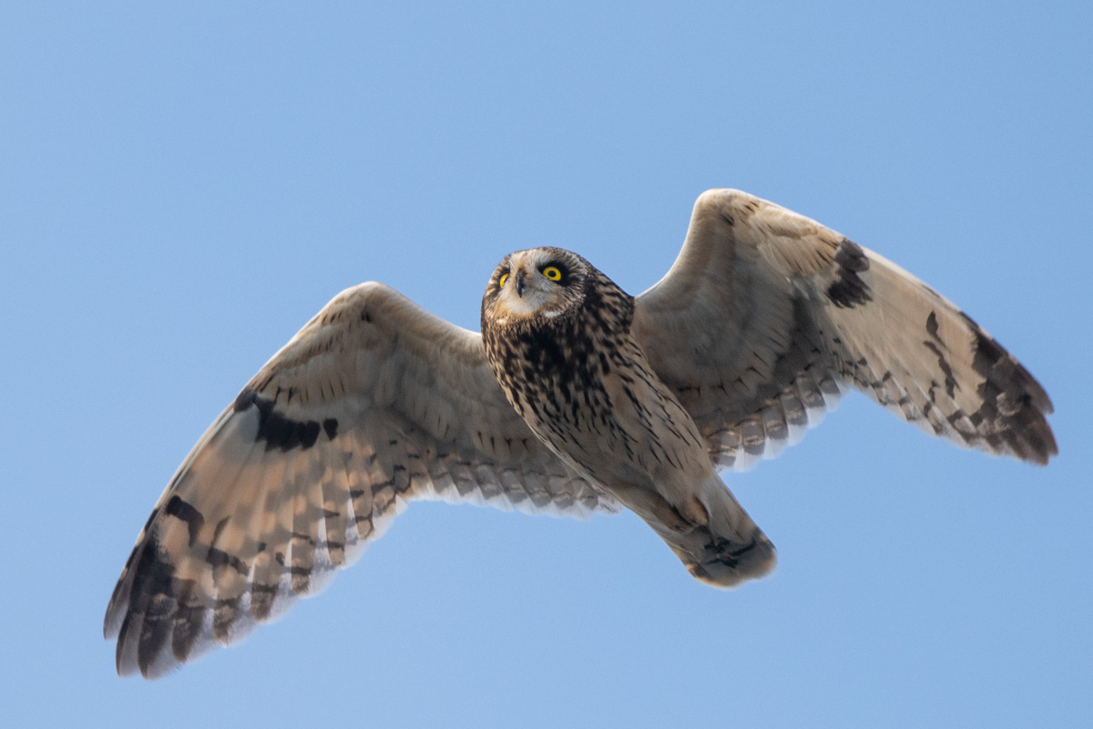 Short-eared Owl