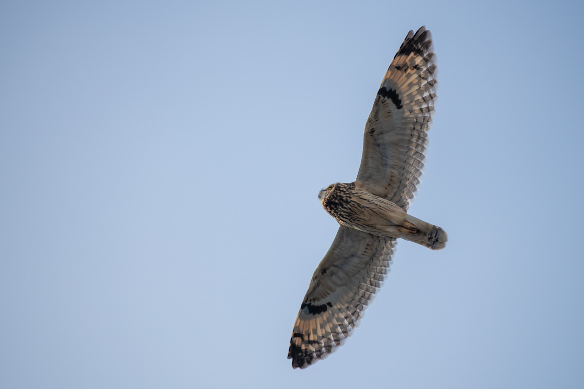 Short-eared Owl