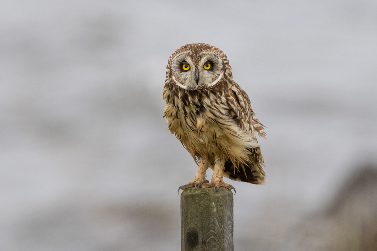 Short-eared Owl