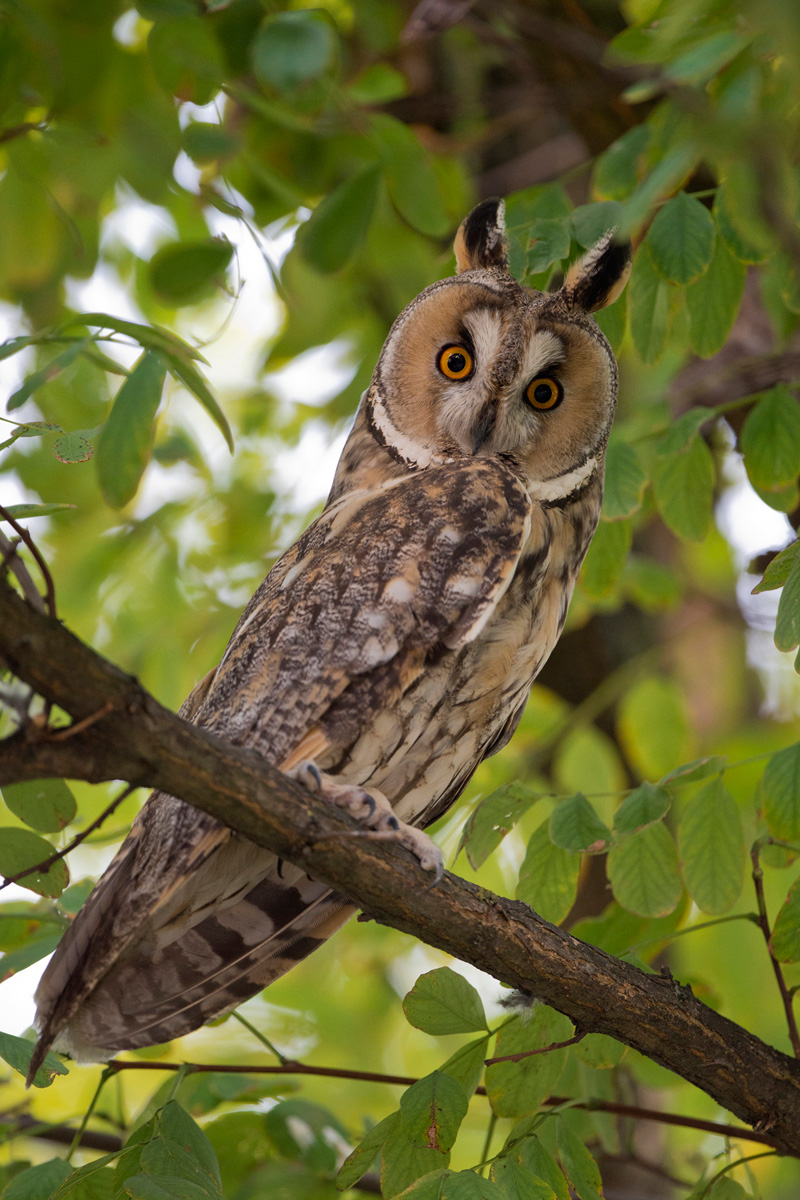 Long-eared Owl