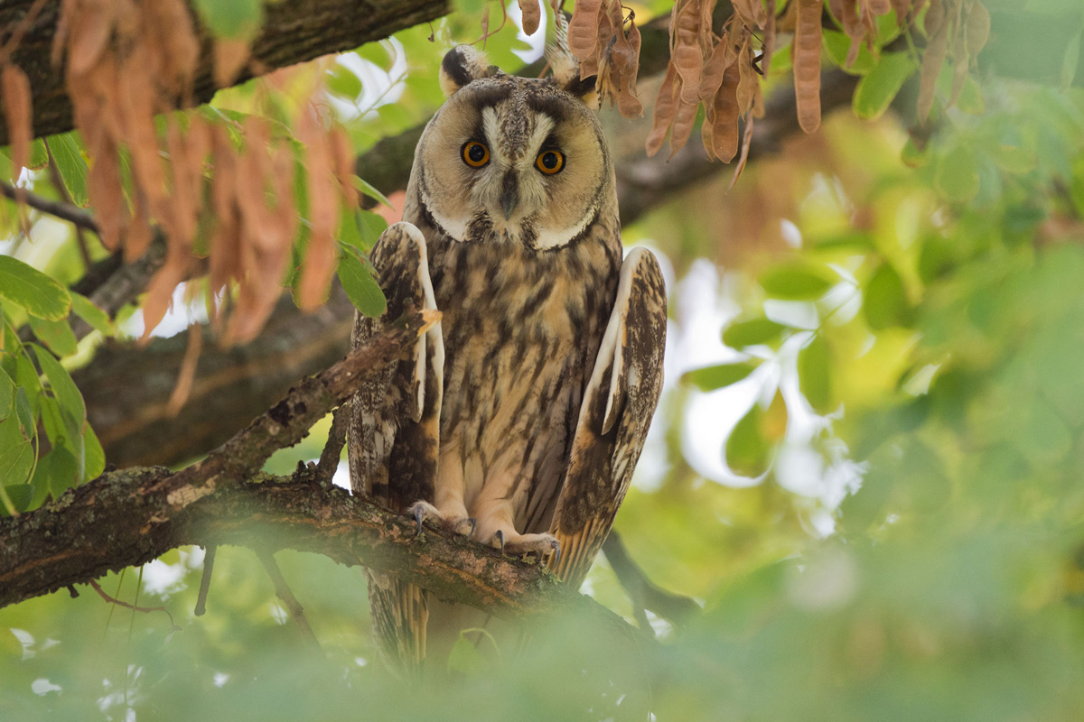 Long-eared Owl