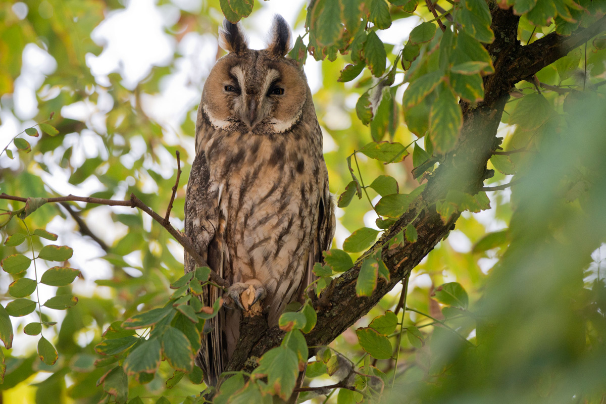 Long-eared Owl