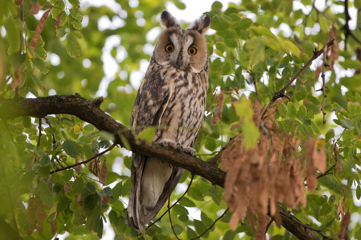 Long-eared Owl