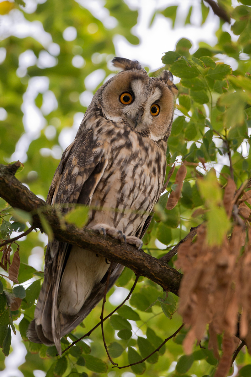 Long-eared Owl