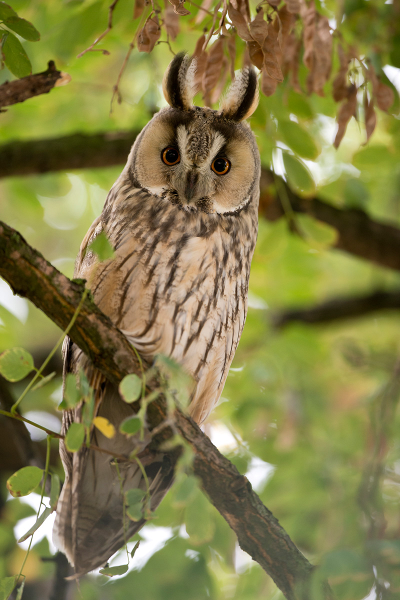 Long-eared Owl