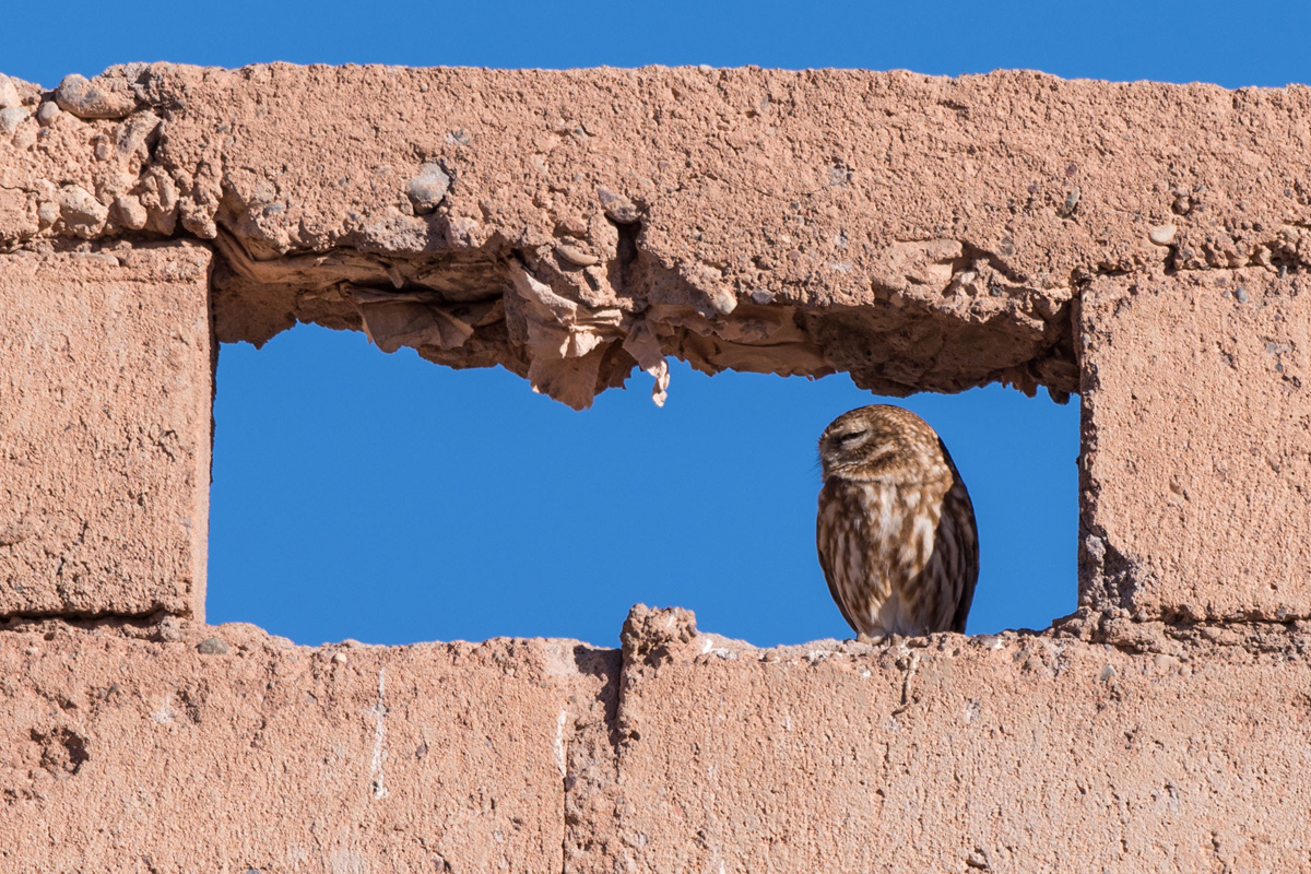 Little Owl