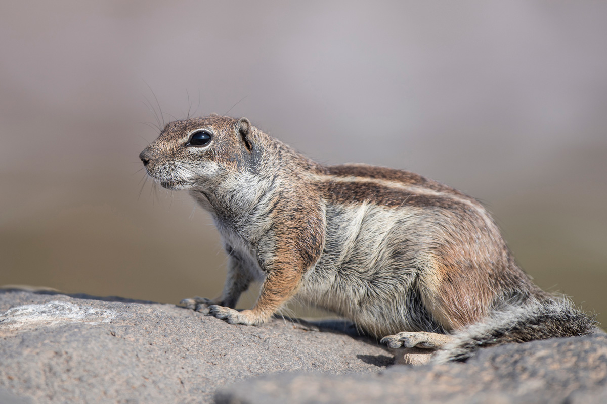 Barbary Ground Squirrel