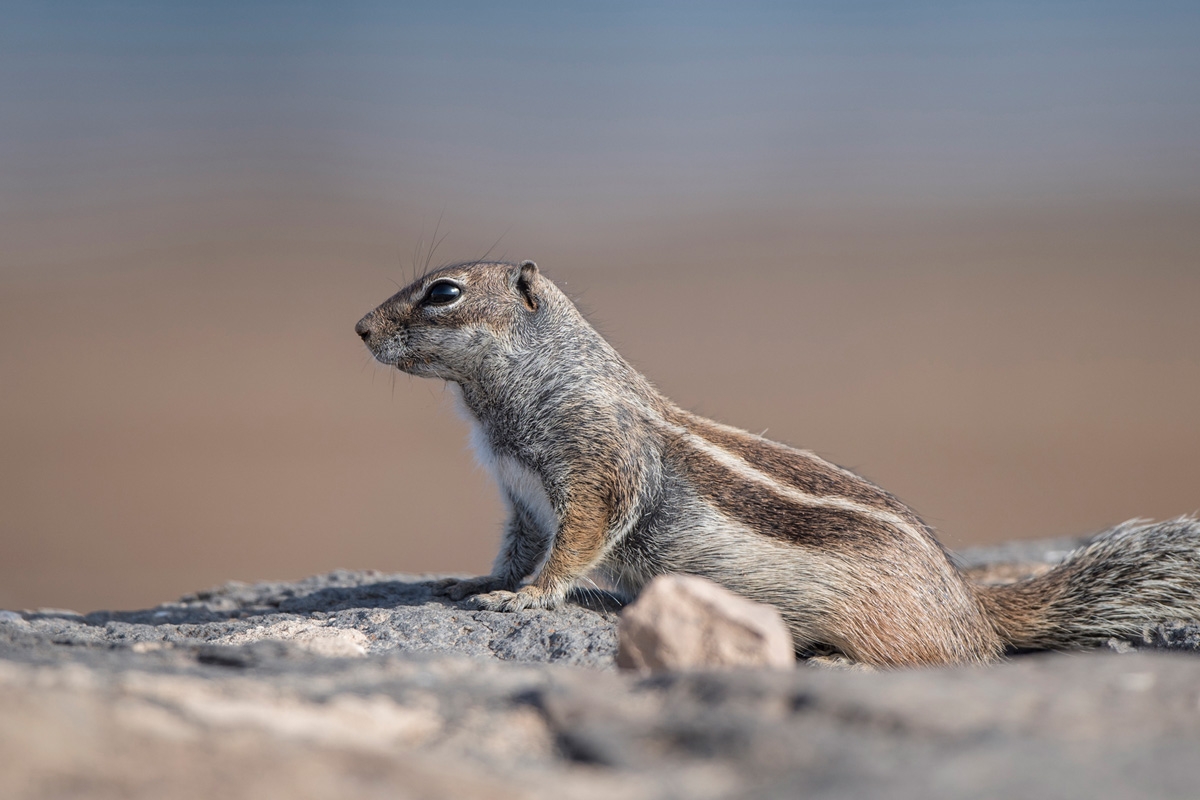 Barbary Ground Squirrel