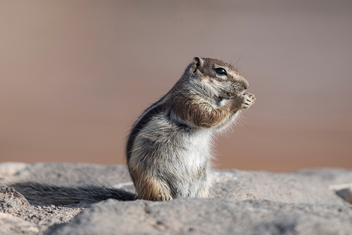 Barbary Ground Squirrel