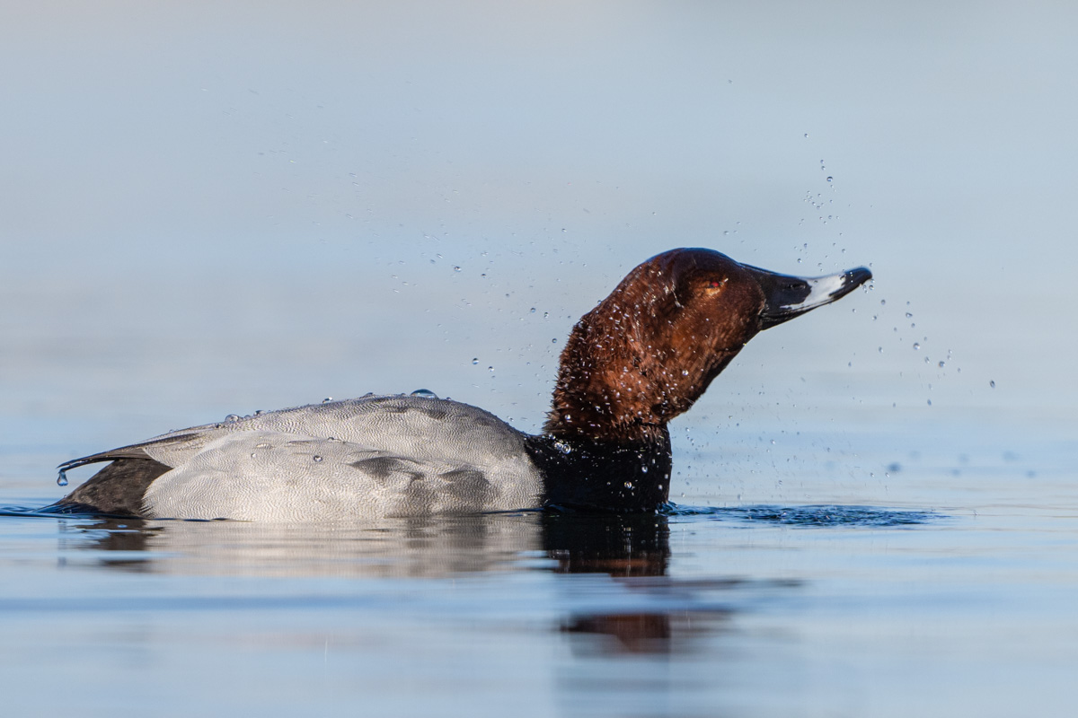 Common Pochard