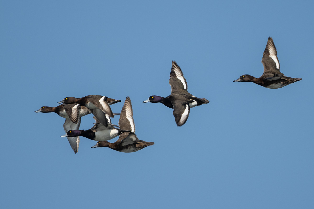 Tufted Duck