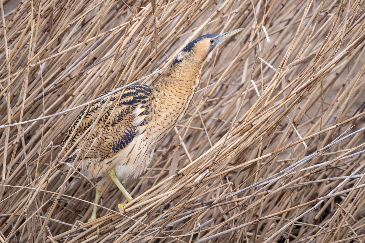 Eurasian Bittern