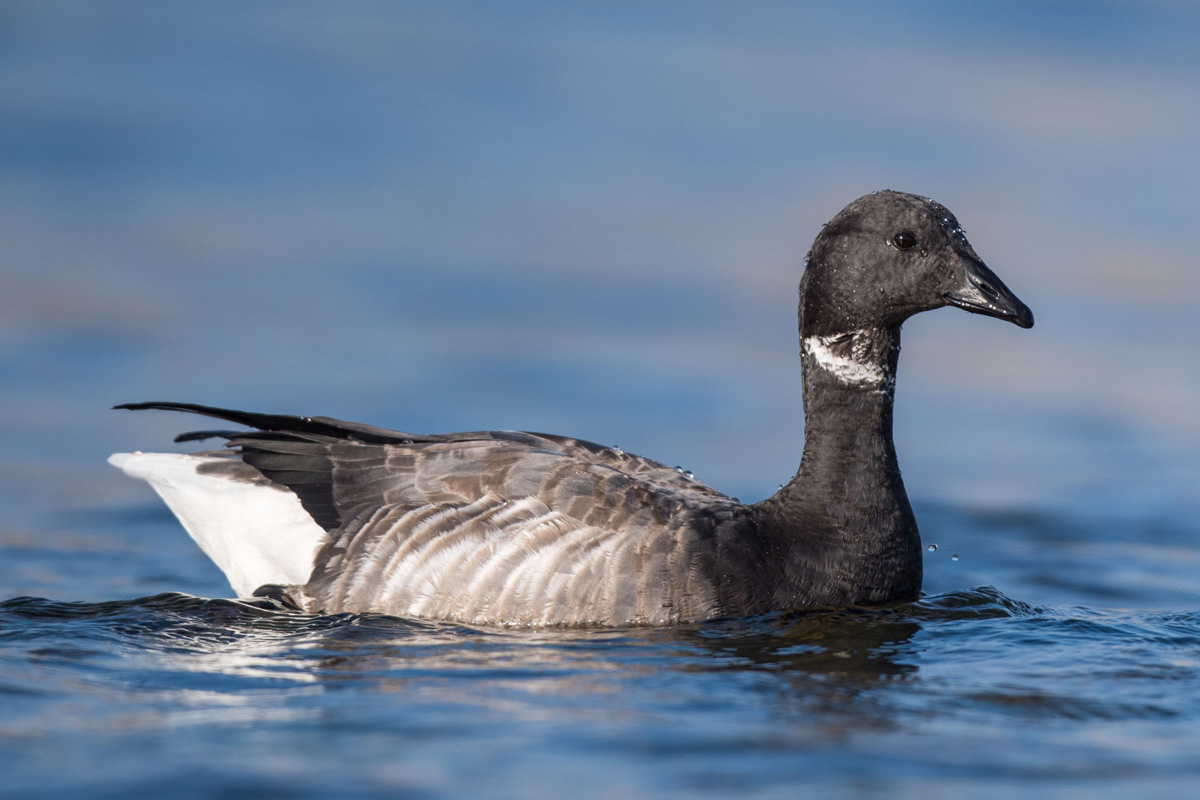 Brant Goose