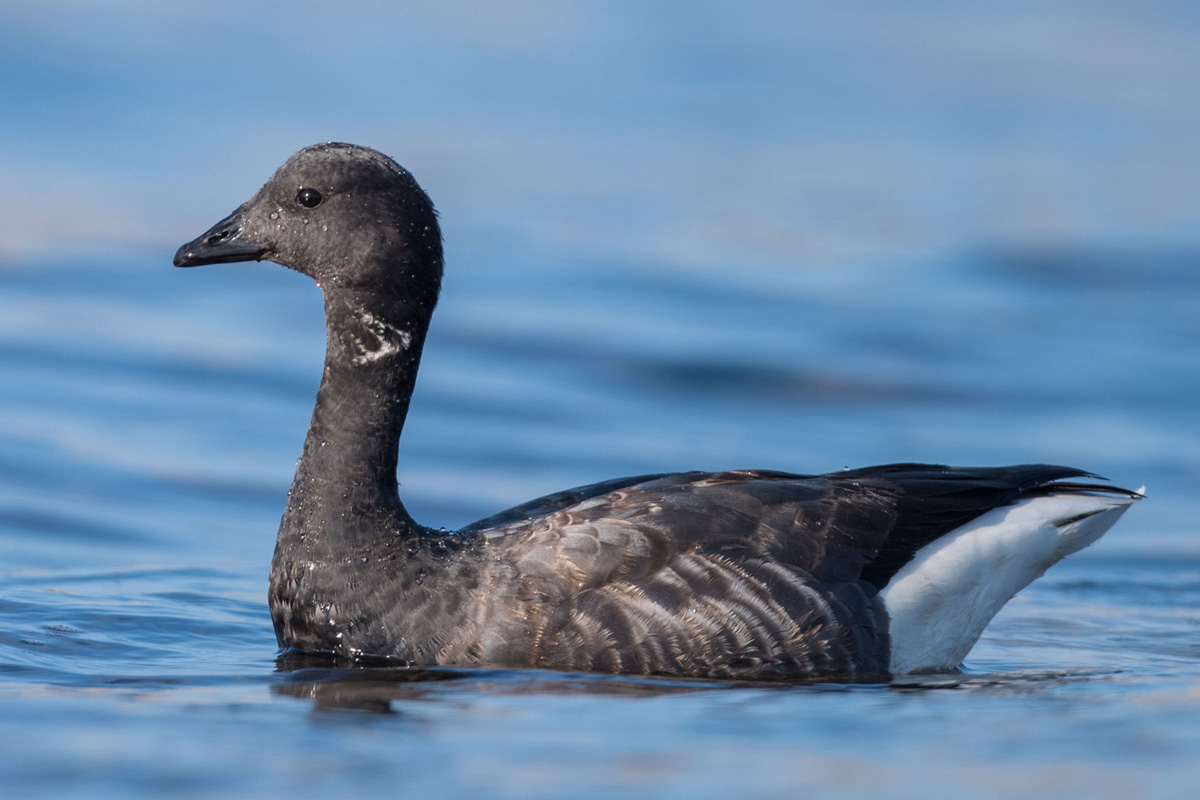 Brant Goose