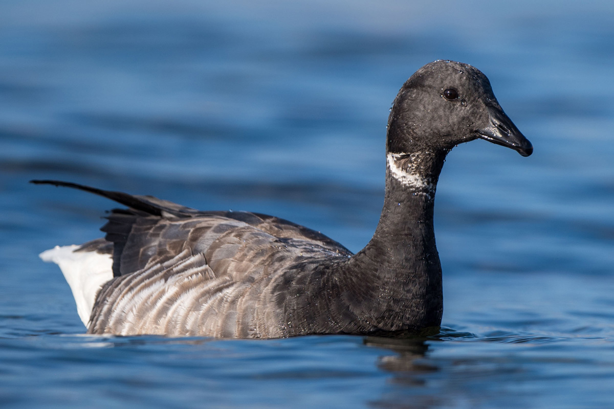 Brant Goose