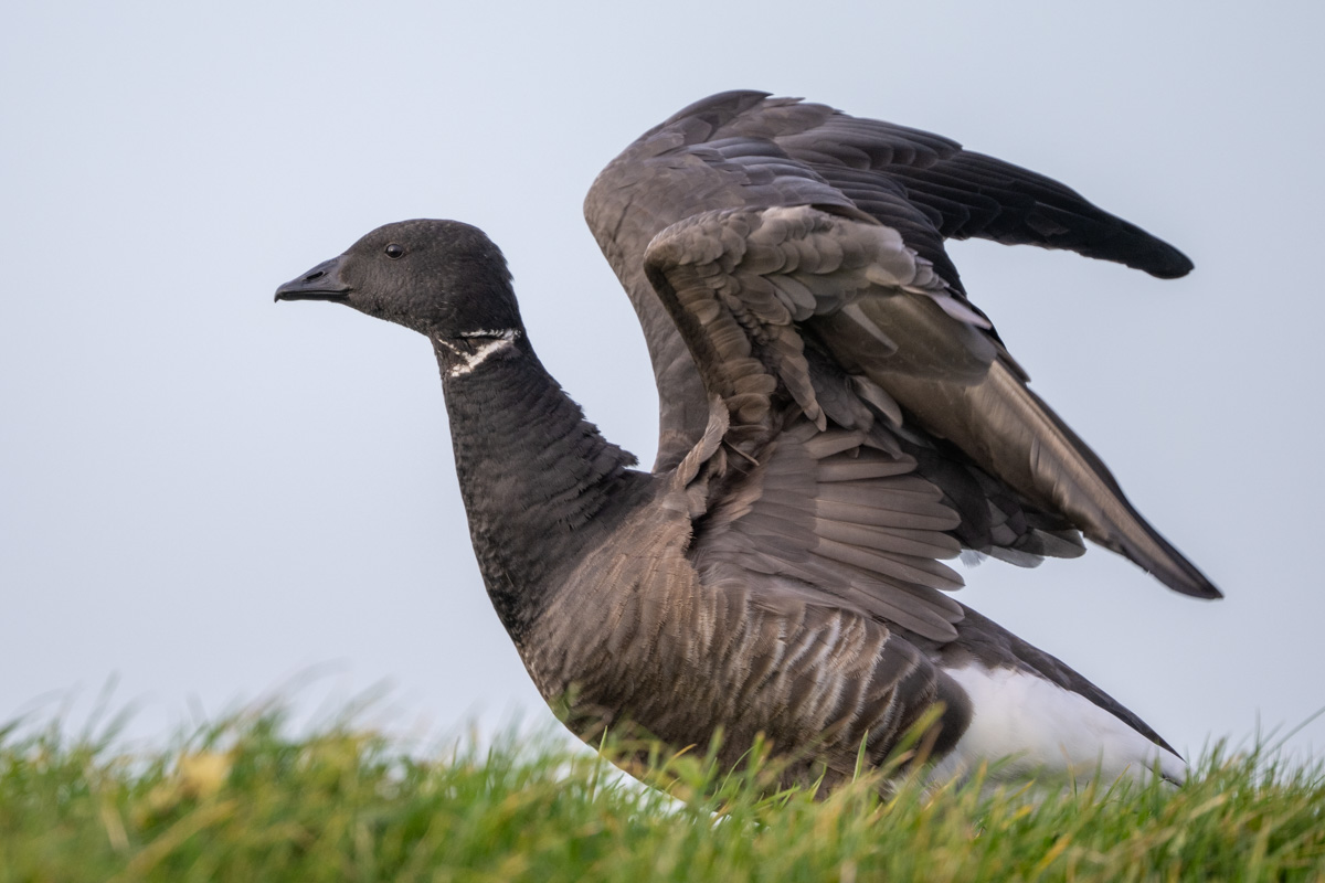 Brant Goose