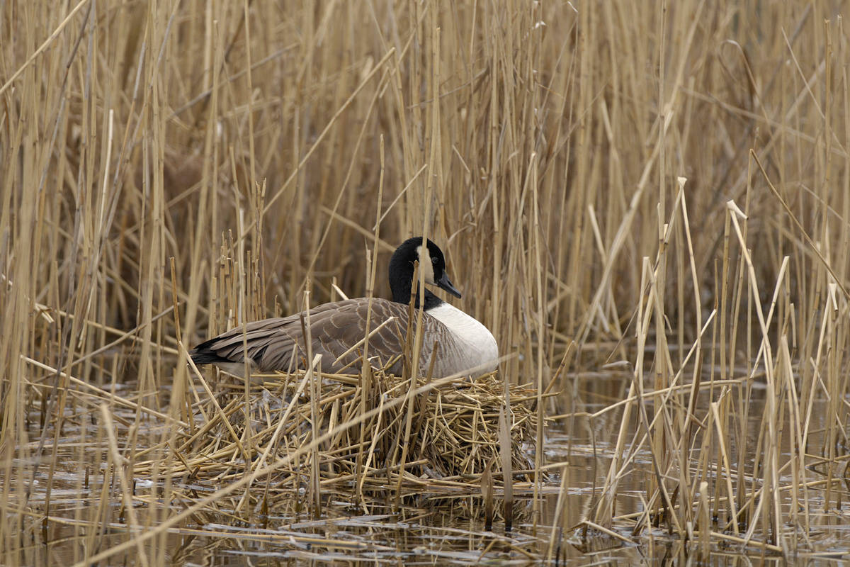 Canada Goose