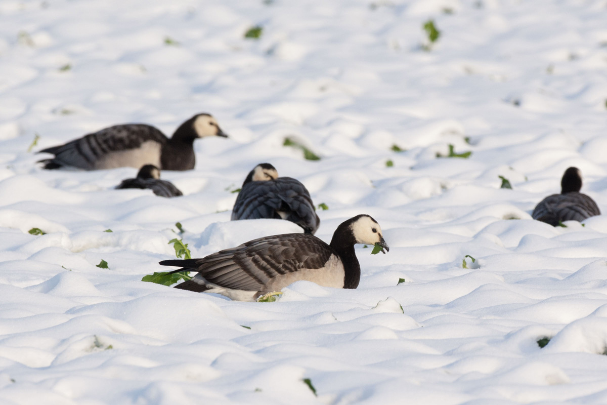 Barnacle Goose