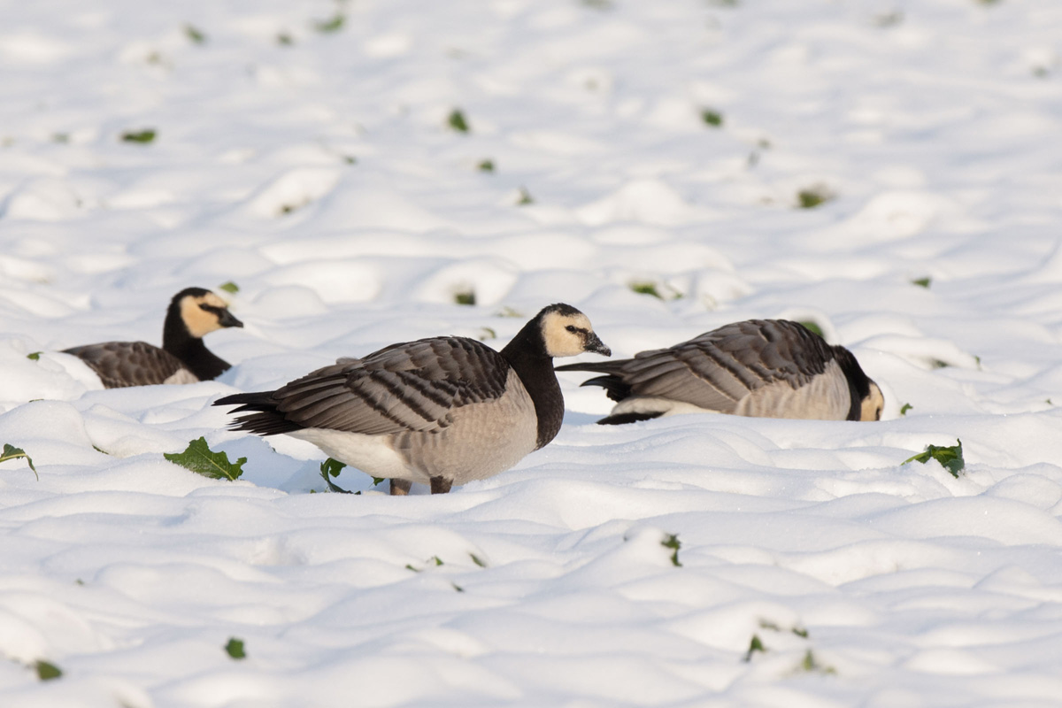 Barnacle Goose