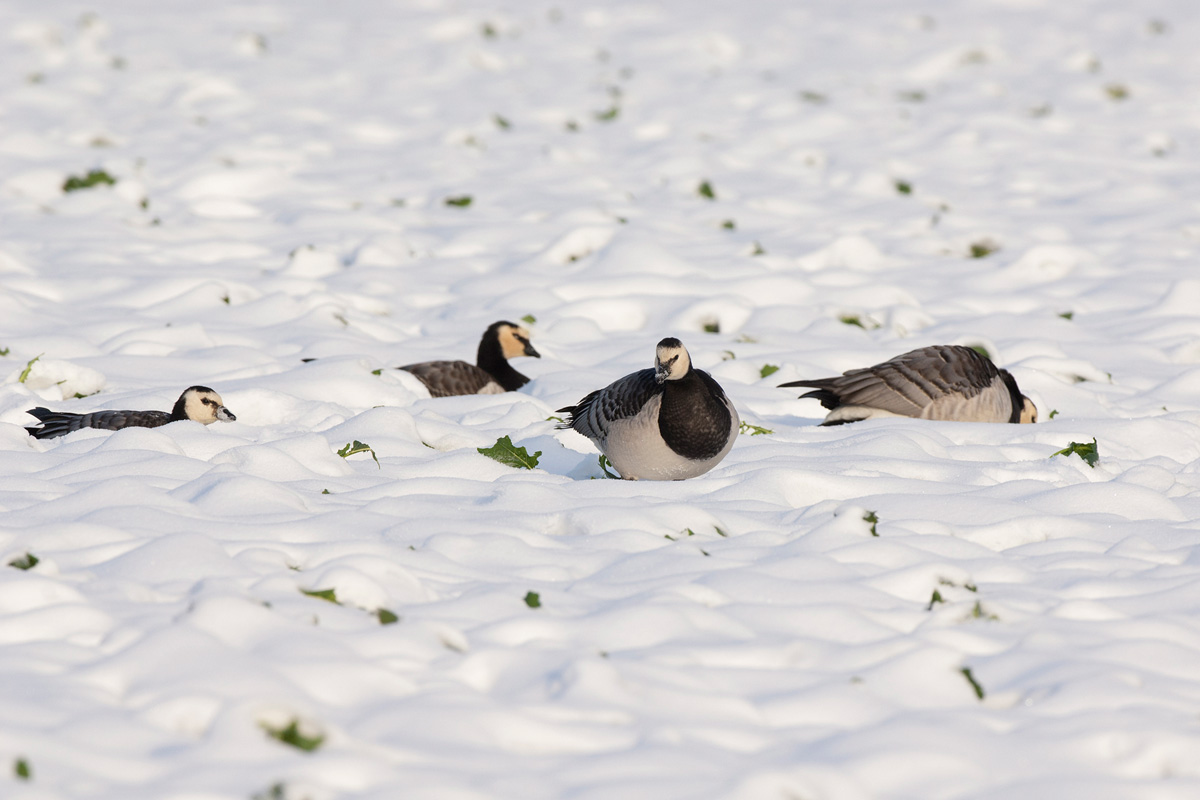 Barnacle Goose