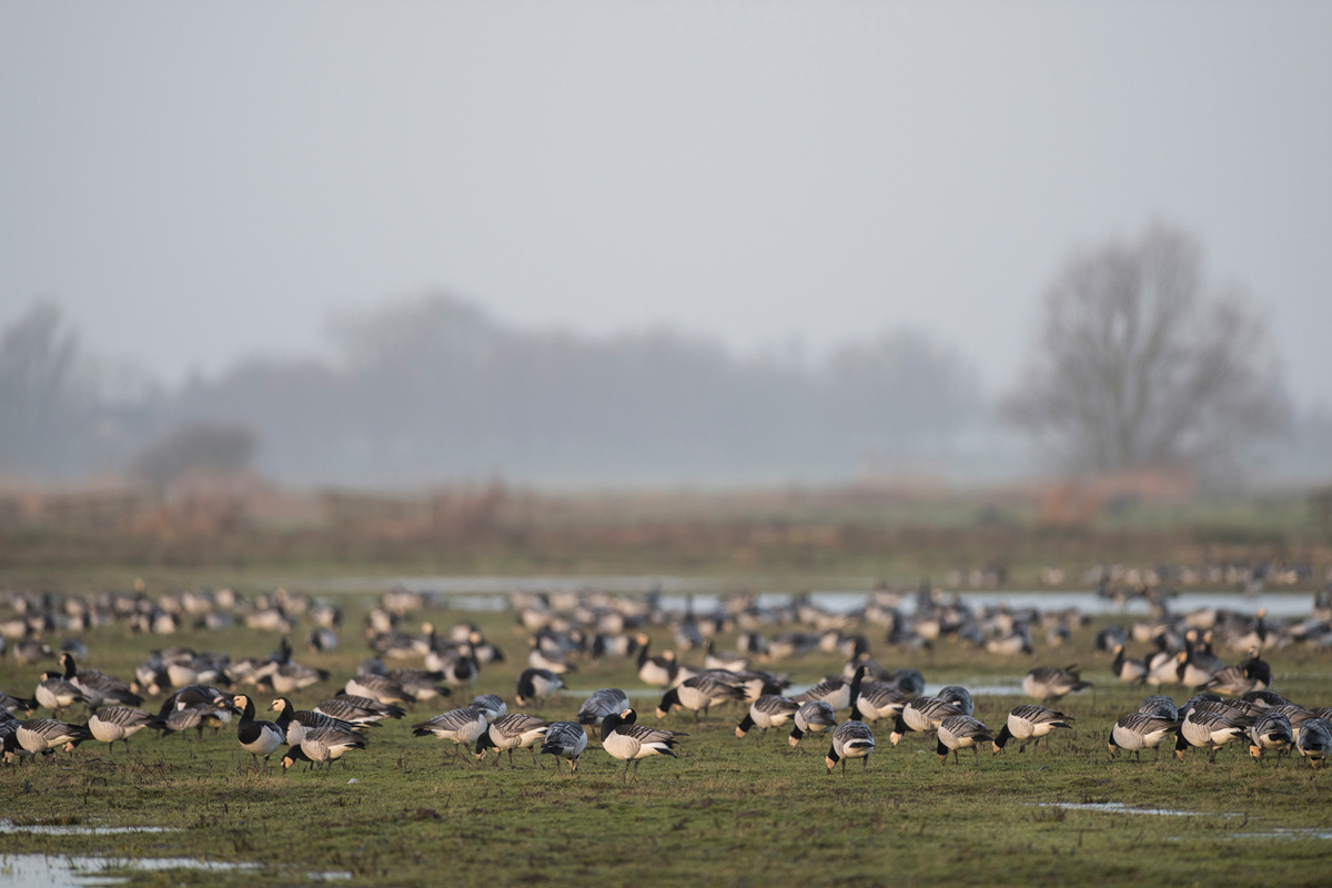 Barnacle Goose