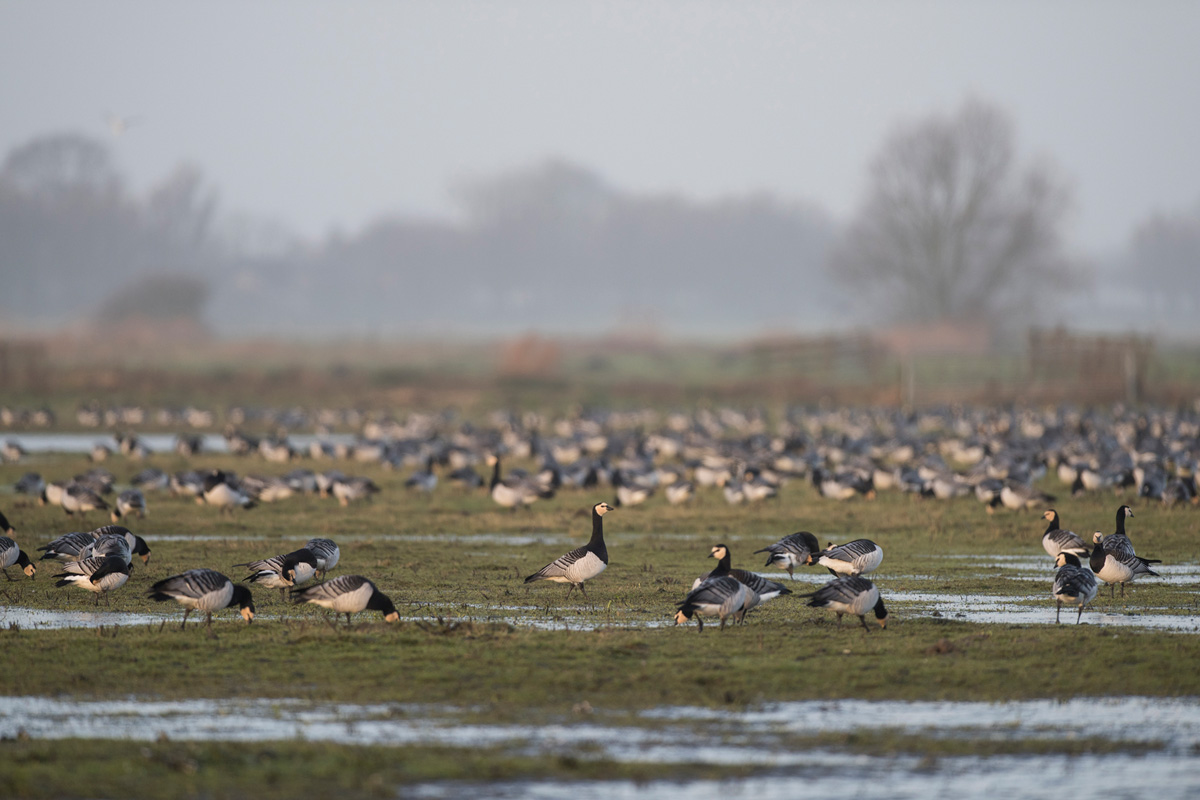 Barnacle Goose