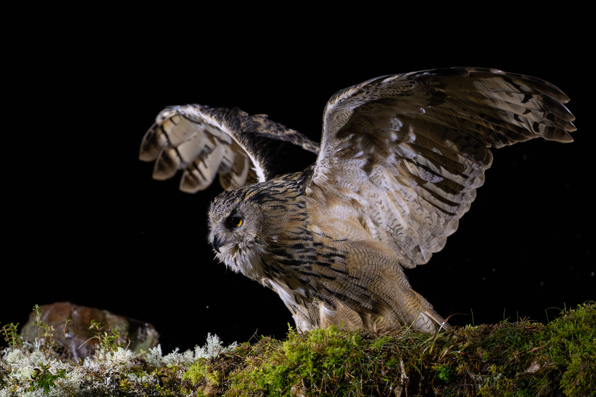 Eurasian Eagle-Owl