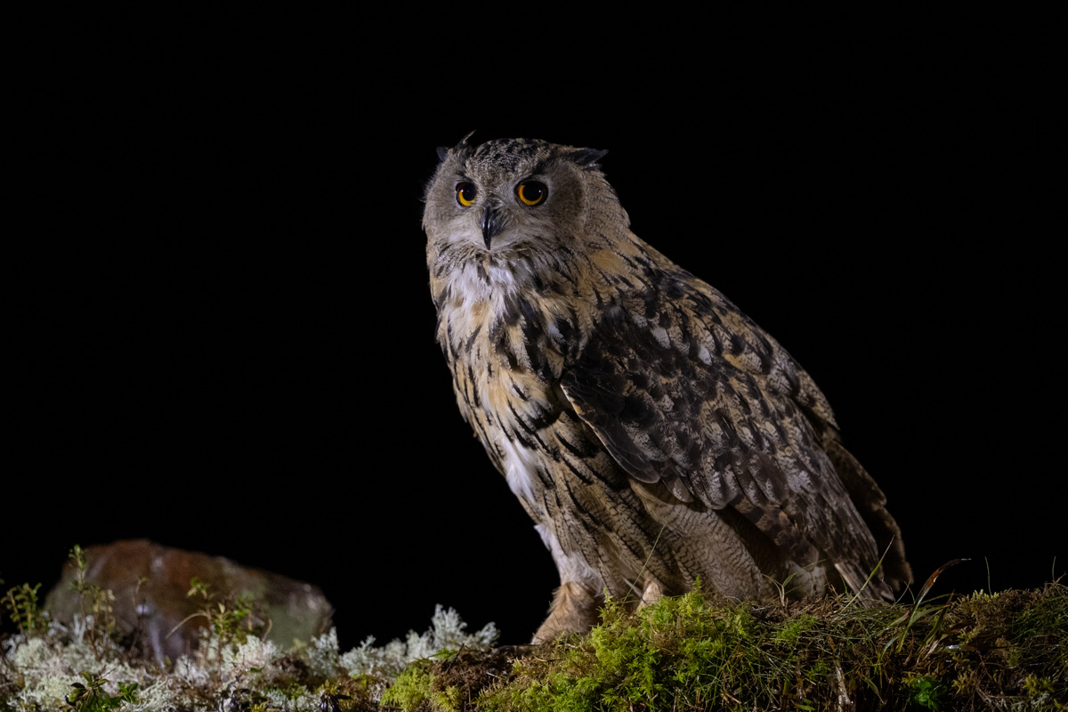 Eurasian Eagle-Owl