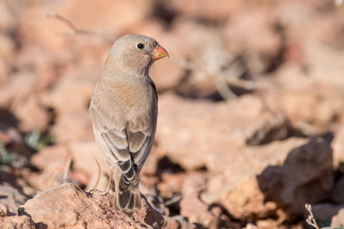 Trumpeter Finch