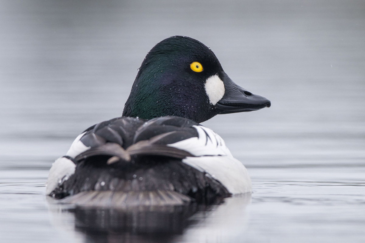 Common Goldeneye