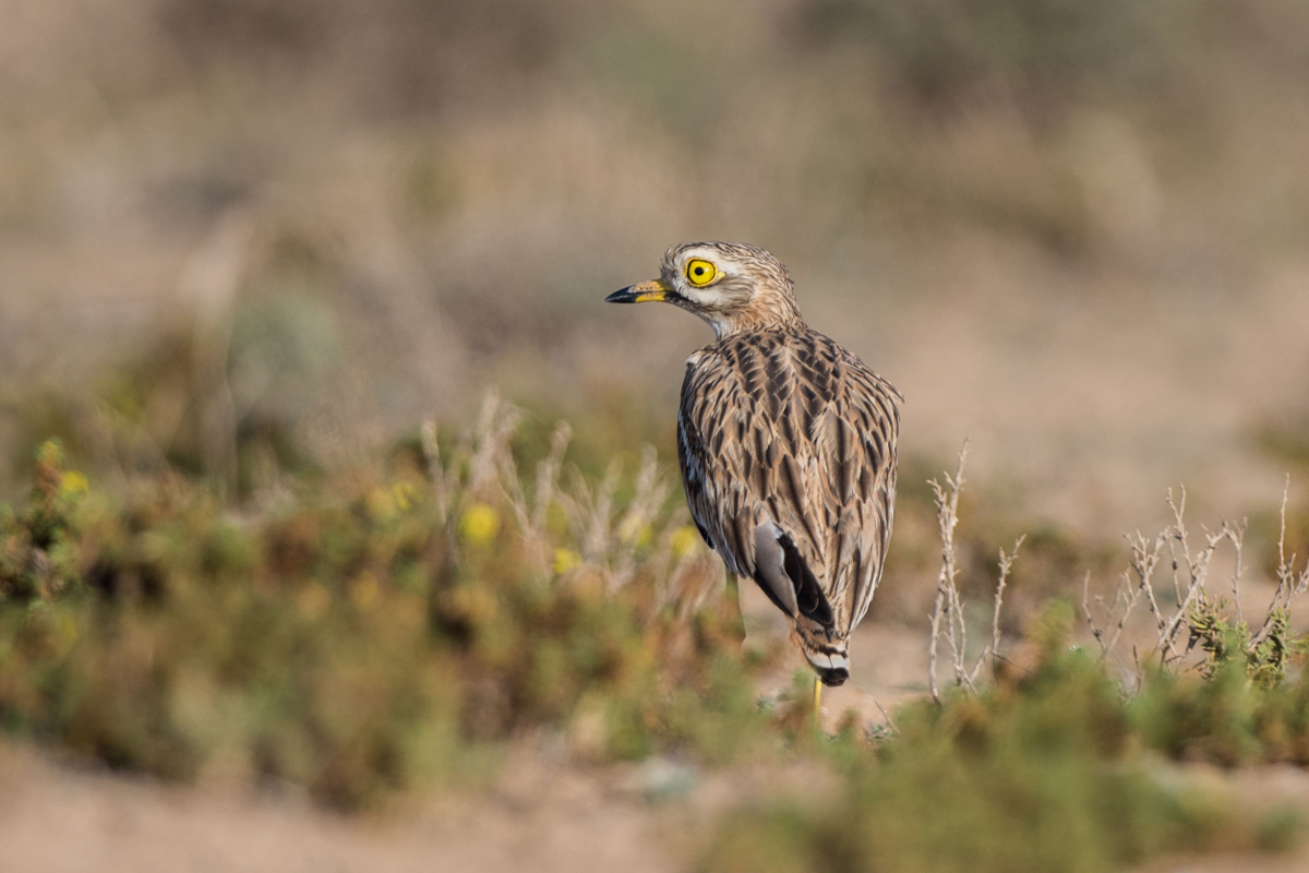 Eurasian Stone-curlew