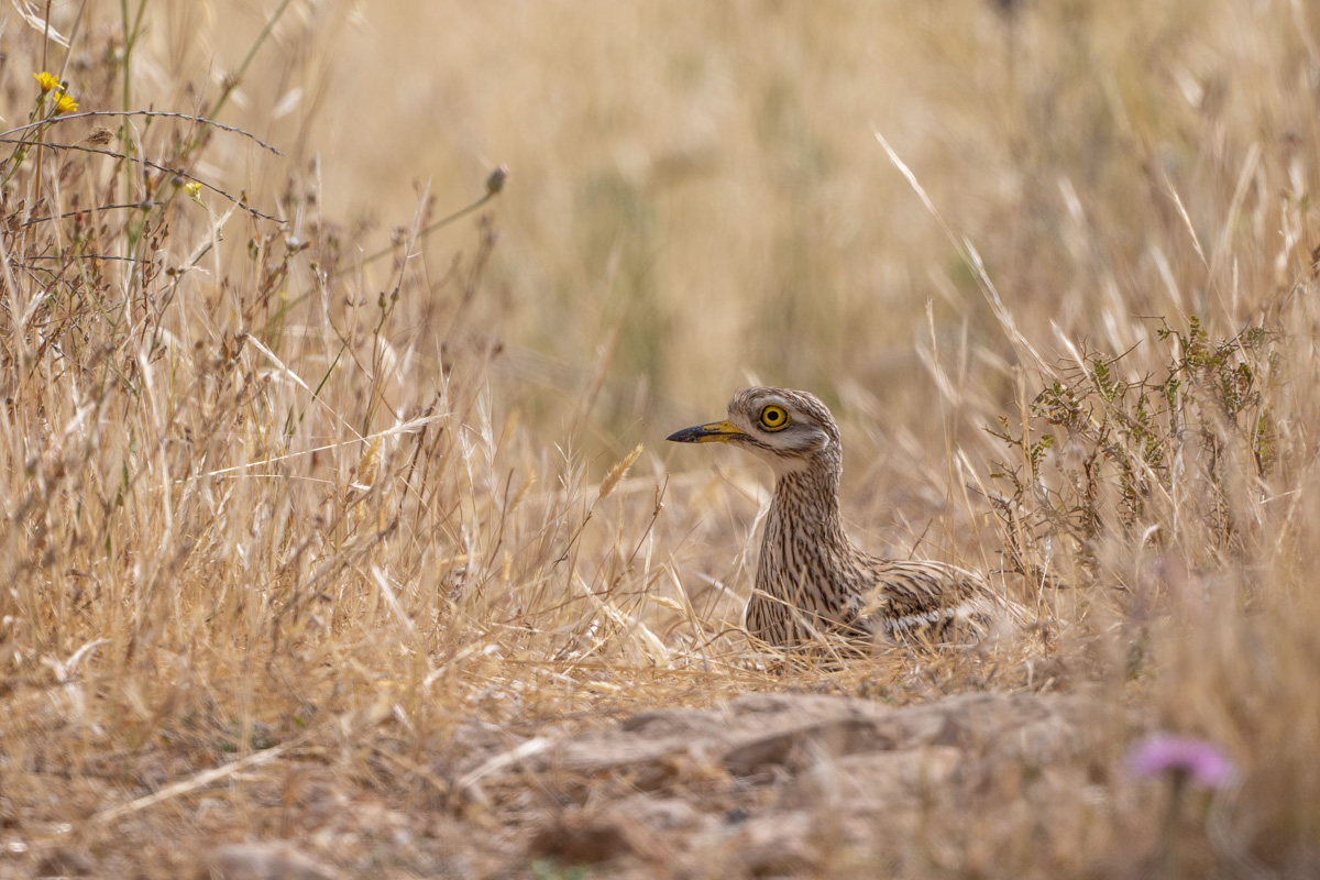 Eurasian Stone-curlew