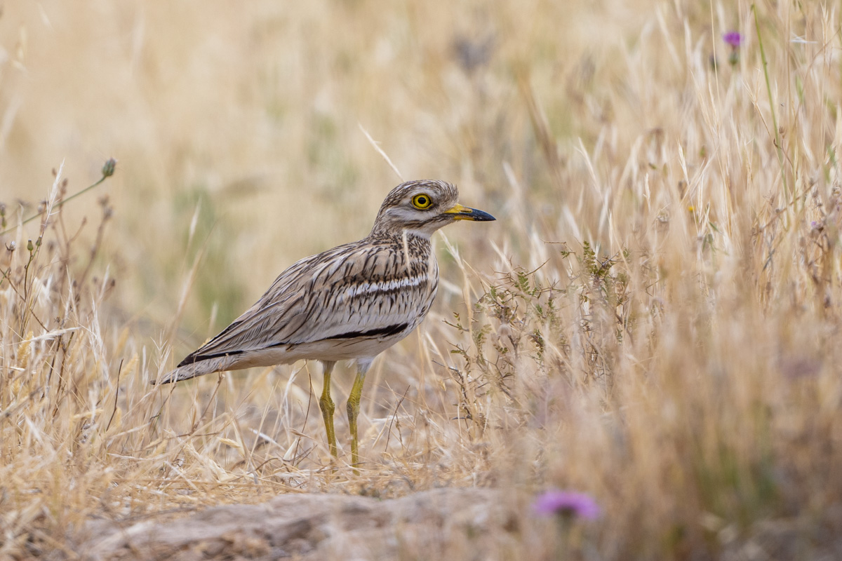 Eurasian Stone-curlew
