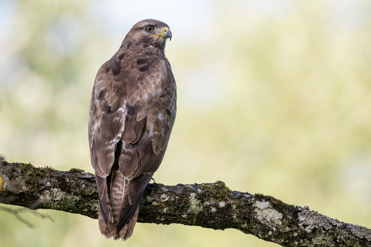Common Buzzard