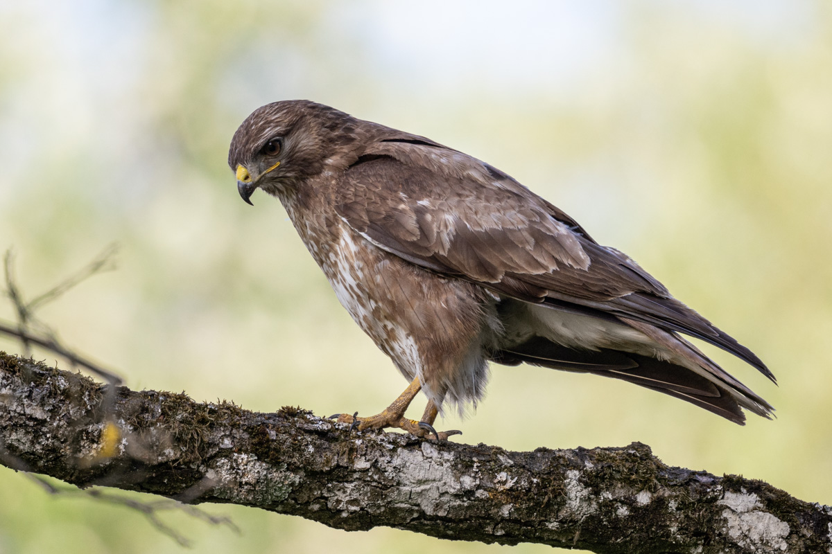 Common Buzzard