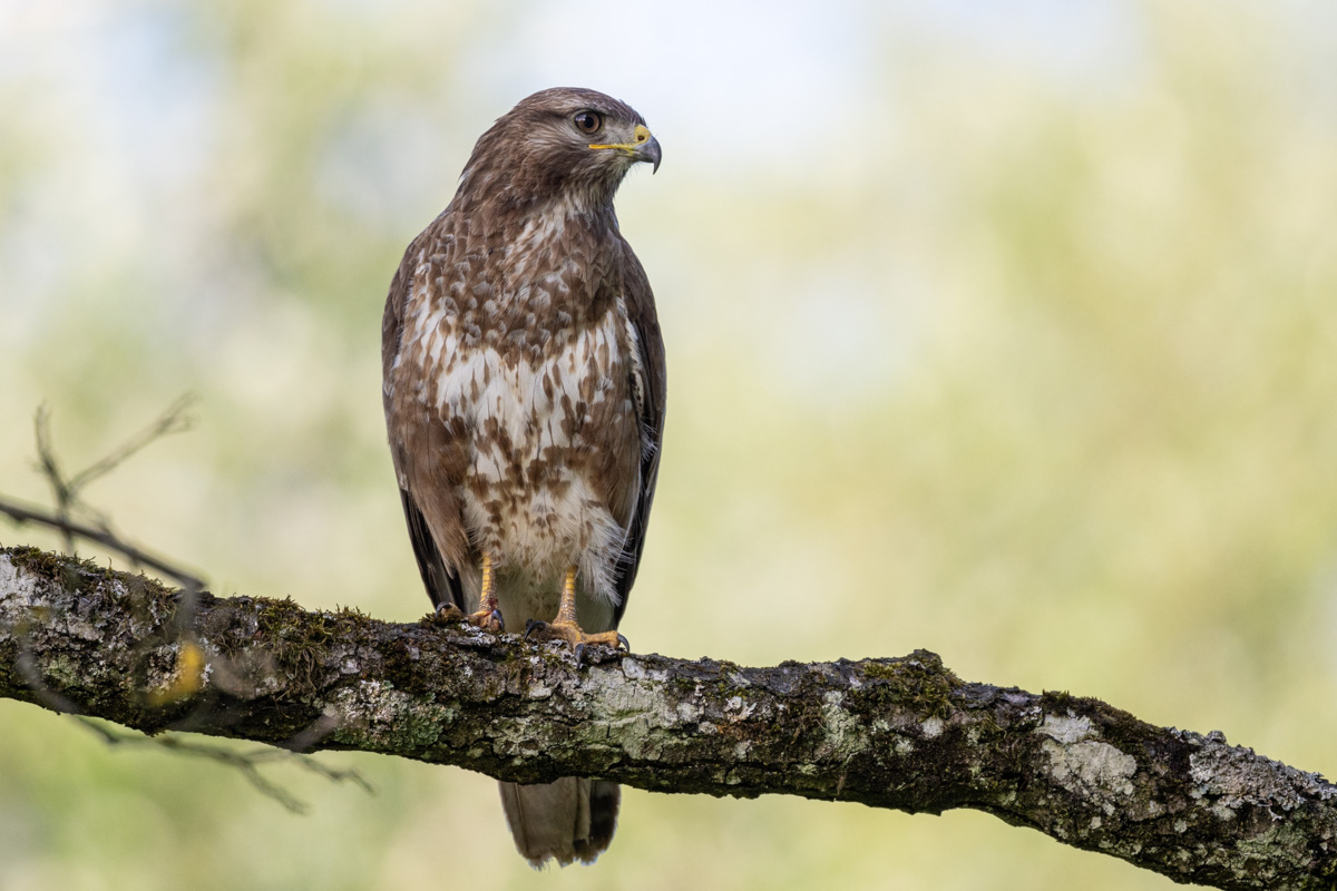 Mäusebussard