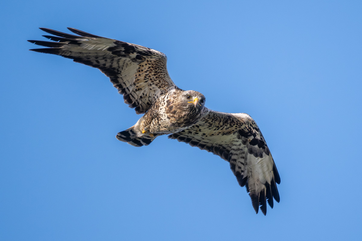 Rough-legged Buzzard