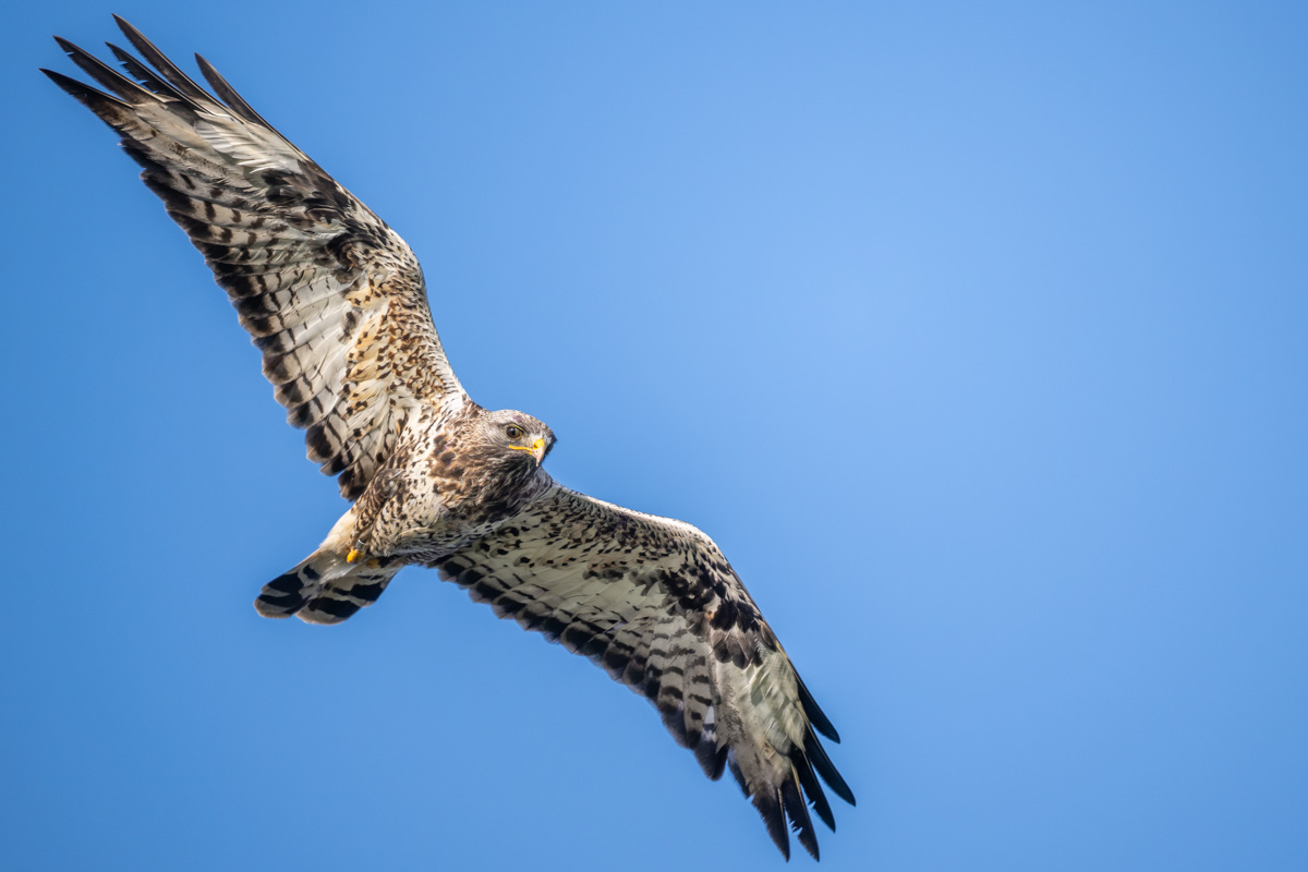 Rough-legged Buzzard Rough-legged Buzzard