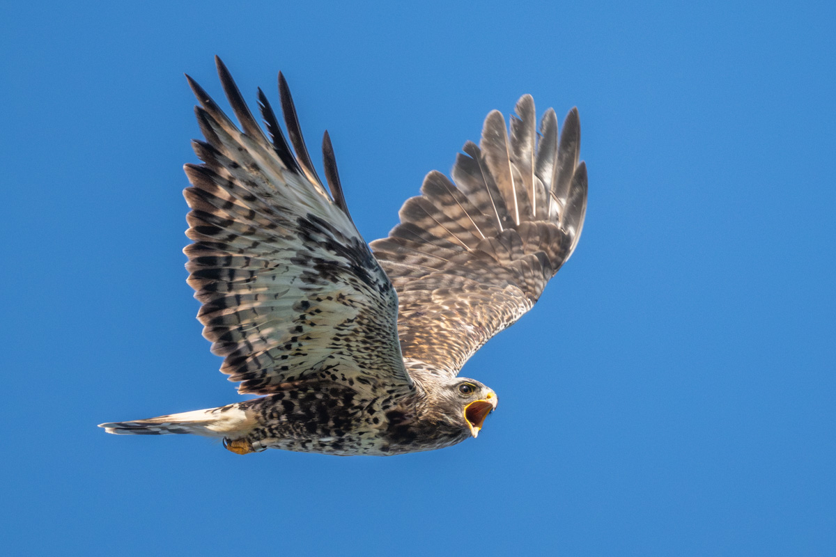 Rough-legged Buzzard