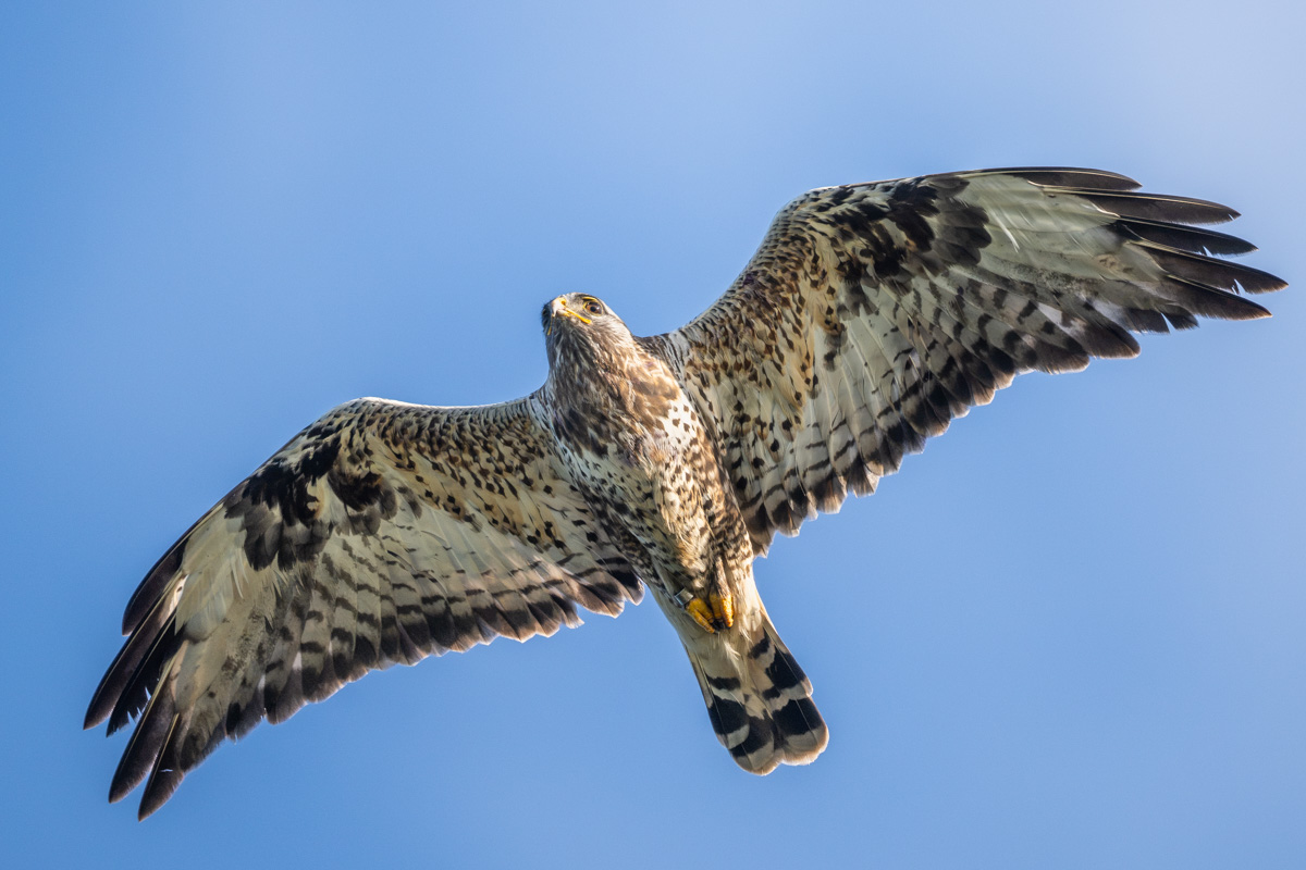 Rough-legged Buzzard Rough-legged Buzzard