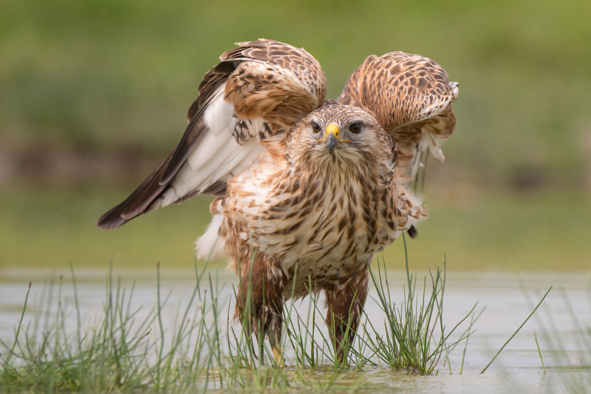 Adlerbussard