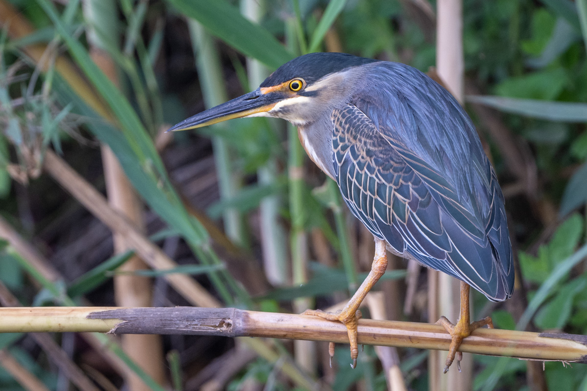 Striated Heron