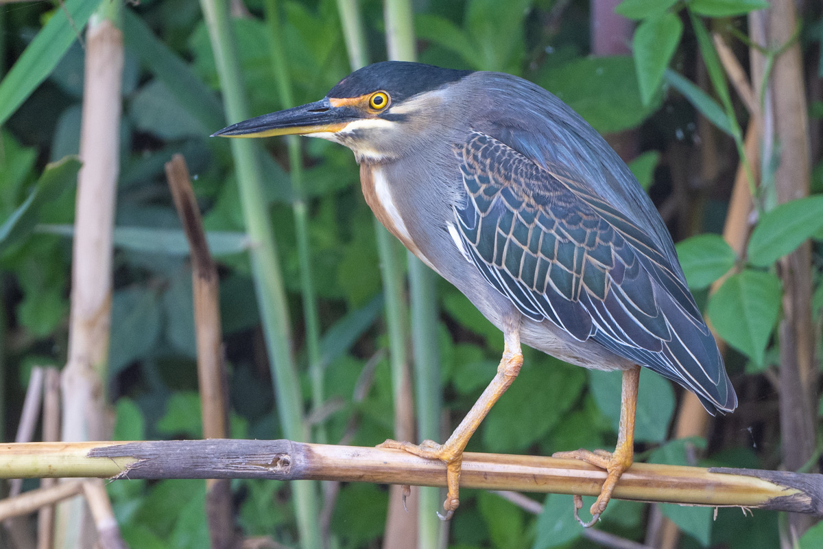 Striated Heron