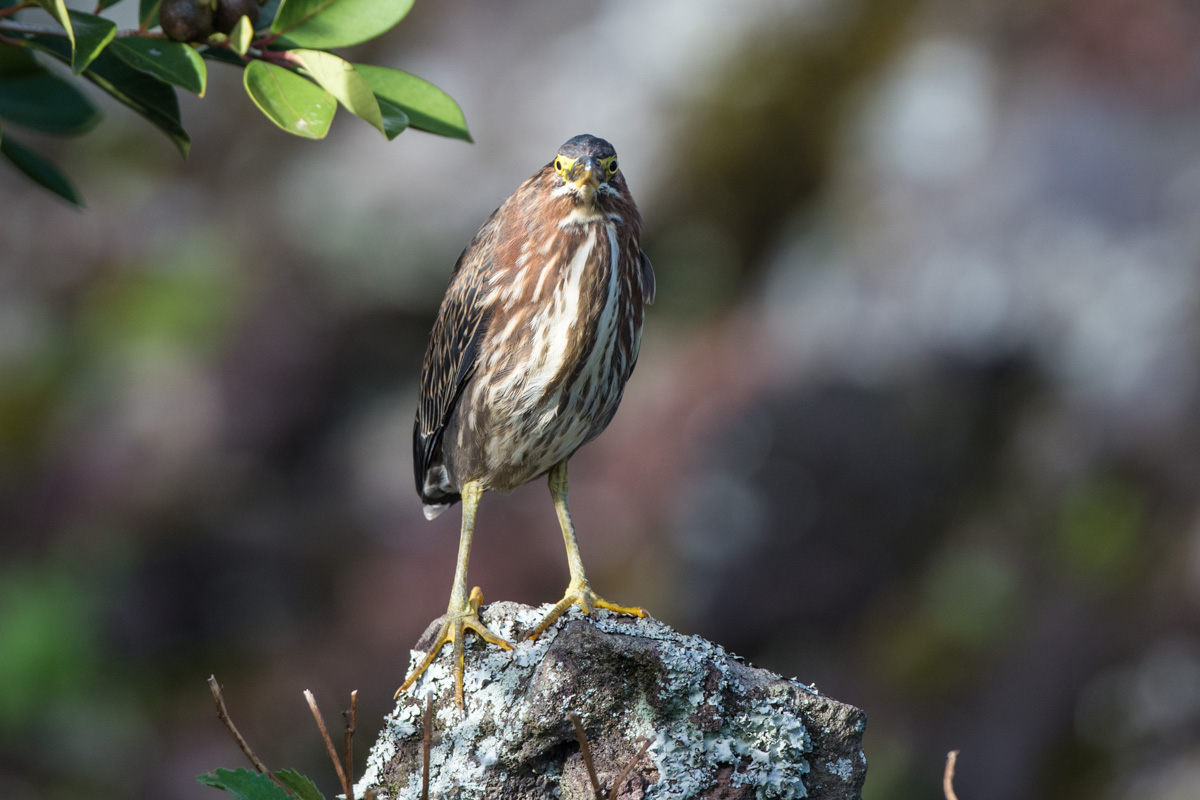 Grünreiher