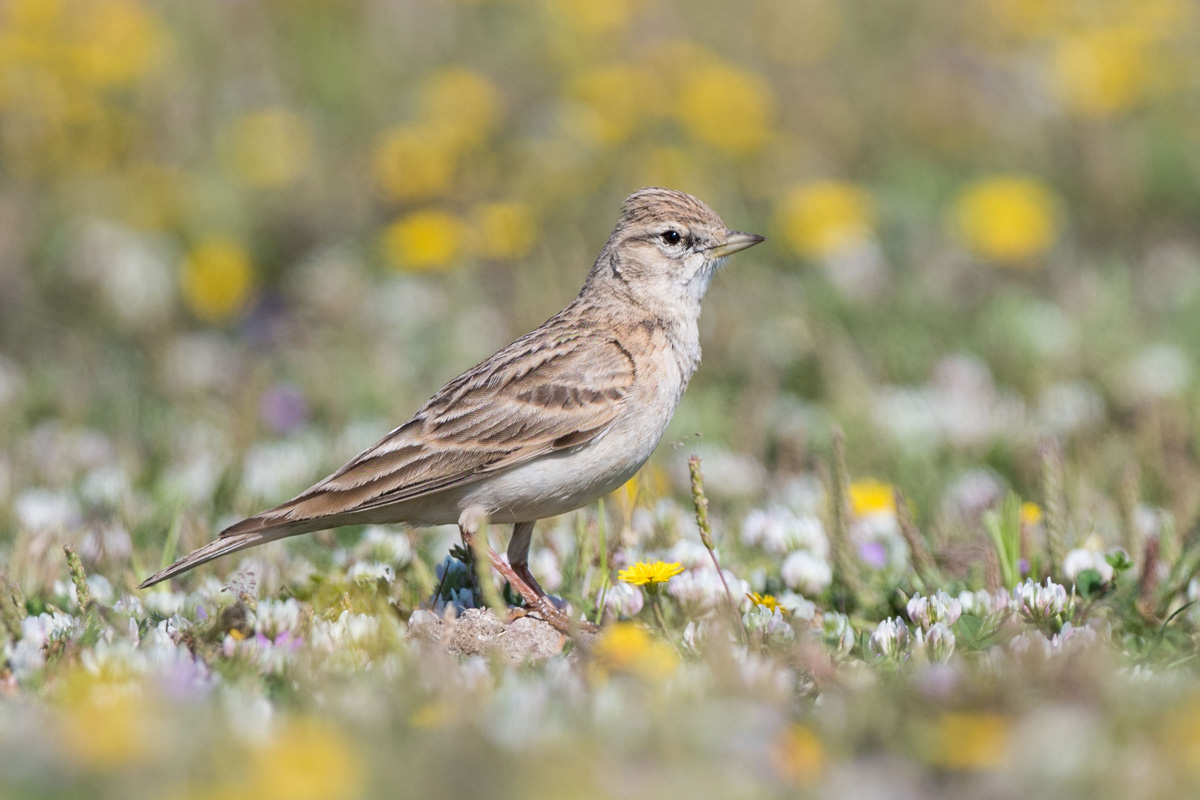 Greater Short-toed Lark